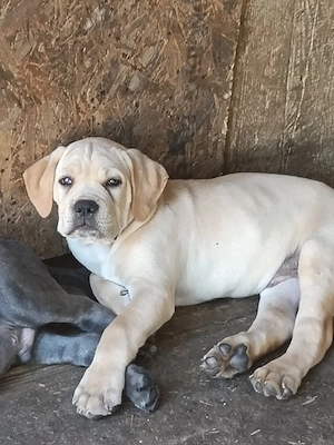 Căței Cane Corso superbi 