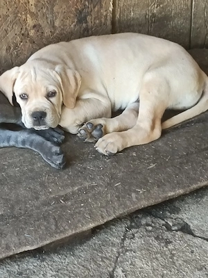 Căței Cane Corso superbi  - imagine 3
