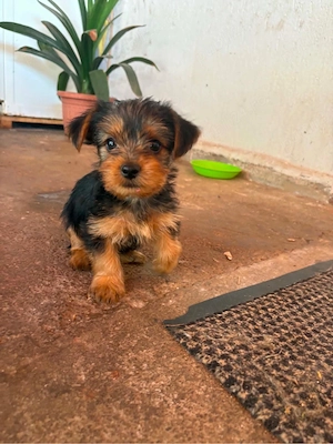 Yorkshire Terrier 