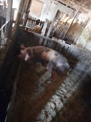 porc mare crescut bio  - imagine 3