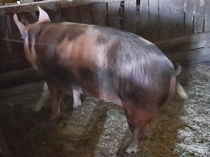 porc mare crescut bio  - imagine 2