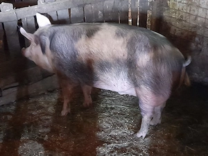 porc mare crescut bio 