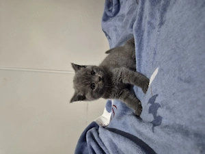 Pui British Shorthair - imagine 4
