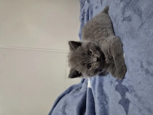 Pui British Shorthair - imagine 5