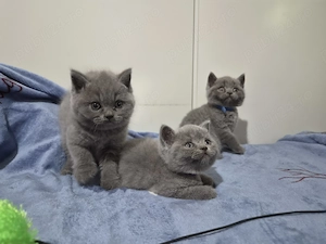 Pui British Shorthair - imagine 2