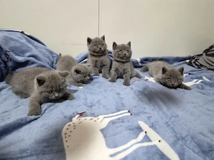 Pui British Shorthair
