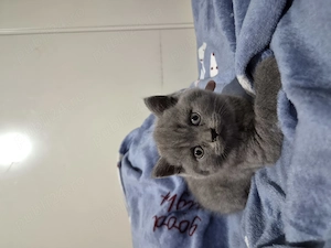 Pui British Shorthair - imagine 3