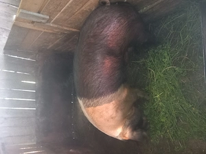 Vând porc bazna cu pietran , circa 250kg , preț în viu 15 lei kg - imagine 2
