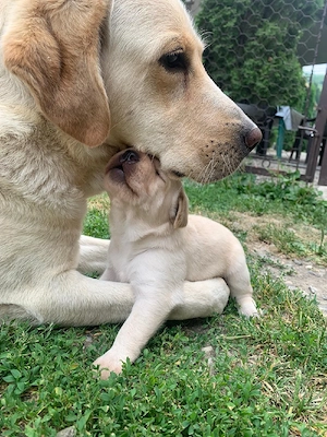 Pui labrador retriever, culoare AURIU 