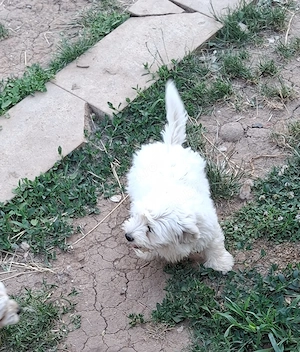 Cățelușă bichon de vânzare  - imagine 3