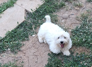 Cățelușă bichon de vânzare  - imagine 2