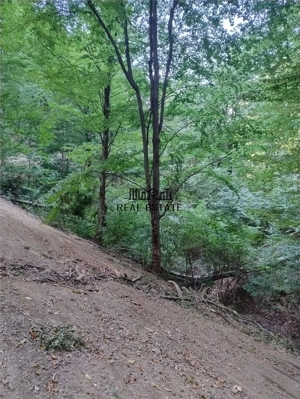 Padure de Fag 2 hectare - imagine 5