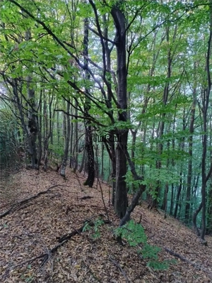 Padure de Fag 2 hectare - imagine 7