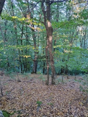 Padure de Fag 2 hectare - imagine 4
