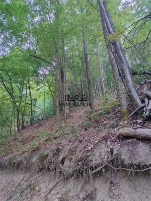 Padure de Fag 2 hectare - imagine 6