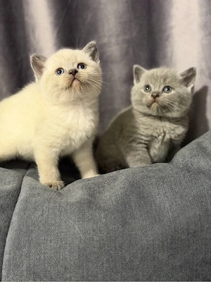 British shorthair blue  - imagine 3