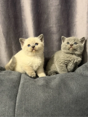British shorthair blue  - imagine 4