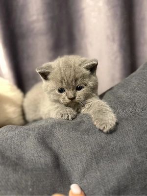 British shorthair blue  - imagine 2