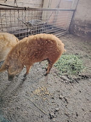 de vânzare 2 Porci Mangalița 
