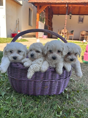 Vand cateluși bichon Mini-Toy