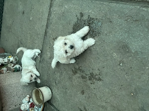 Vand cateluși bichon Mini-Toy - imagine 4