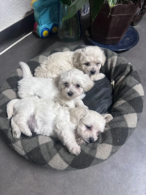 Vand cateluși bichon Mini-Toy - imagine 5