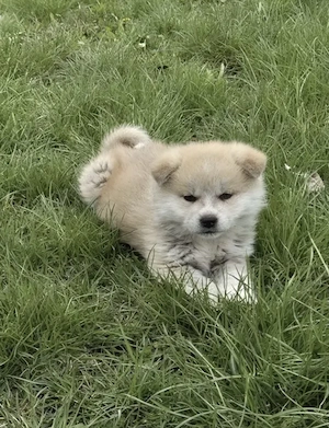 Femela Akita inu japonez  - imagine 3