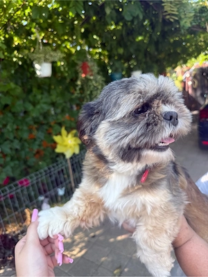 Fetită Shih Tzu - imagine 4