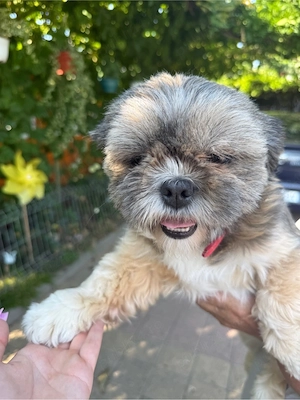 Fetită Shih Tzu - imagine 2