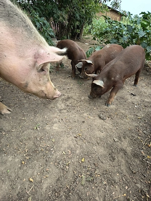 Vând purcei metis duroc