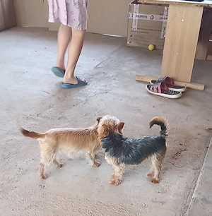Yorkshire terrier mascul - imagine 4