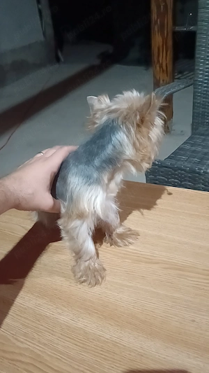 Yorkshire terrier mascul - imagine 5