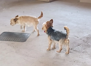 Yorkshire terrier mascul