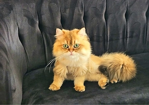 Scottish straight cu pedigree