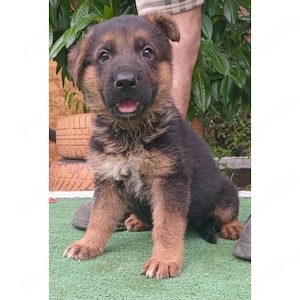 Vand cățel Ciobanesc German 