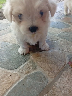 Pui bichon maltez rasa pura  - imagine 2