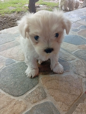 Pui bichon maltez rasa pura  - imagine 5