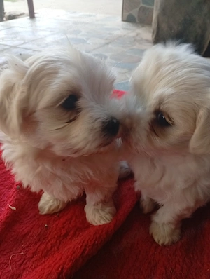 Pui bichon maltez rasa pura  - imagine 4