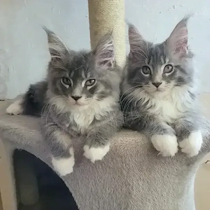 Vand pui Maine Coon , 2500 ron - imagine 4