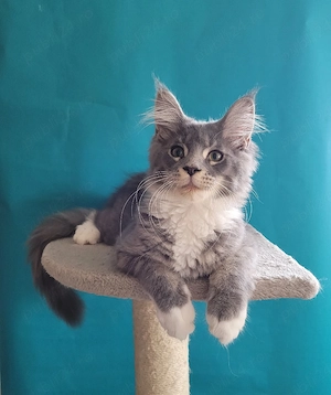 Vand pui Maine Coon , 2500 ron - imagine 2