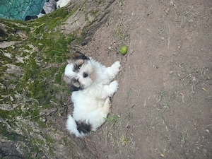 Vând pui Shih Tzu de rasă pură!! - imagine 3