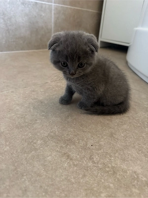  Puiuți British & Scottish Fold - imagine 4