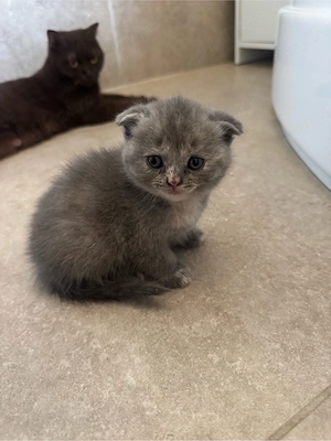  Puiuți British & Scottish Fold - imagine 3
