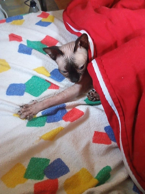 Femelă sfinx de 3 ani caută casă nouă 
