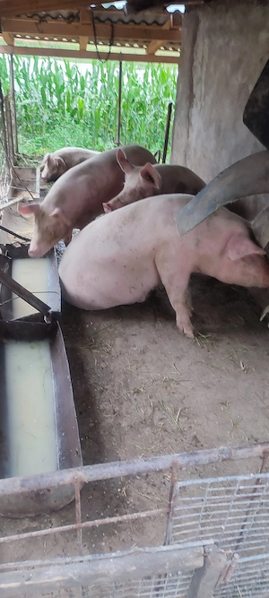 Vând porci pt sacrificare 