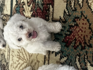 Vând pui  bichon (creți) - imagine 2