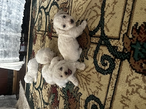 Vând pui  bichon (creți) - imagine 5
