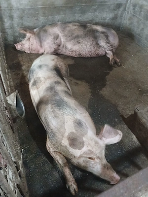 porci si purcei de vanzare - imagine 5