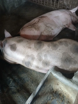 porci si purcei de vanzare