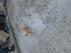 Bichon  Maltez ,2 BĂIEȚEI, VÂRSTA 2 luni,primul vaccin făcut,  - imagine 3